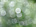 Blurry green circles